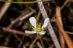 White screwstem